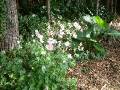 Anemones in shade